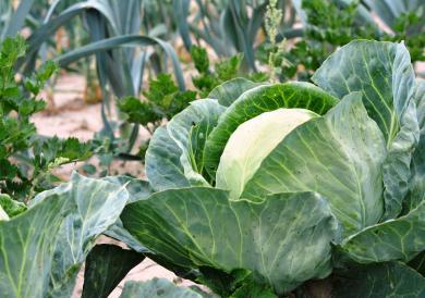 growing-cabbage