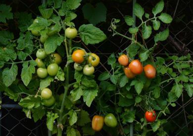 growing-tomatoes