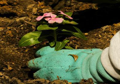 planting-flowers