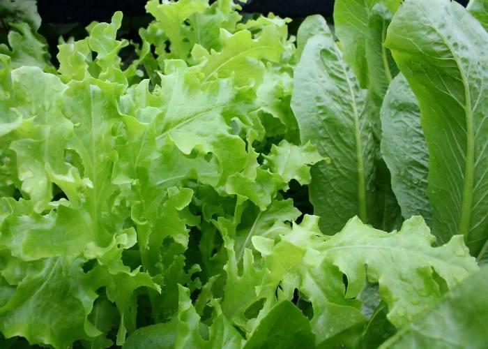 grow-leafy-lettuce-home
