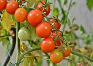 grow-ripe-tomatoes