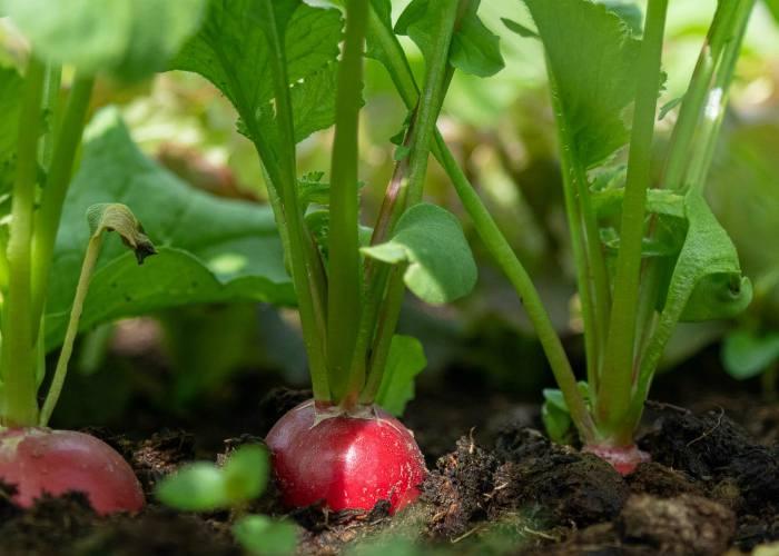 home-grown-radish