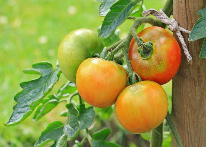 learn-to-grow-tomatoes
