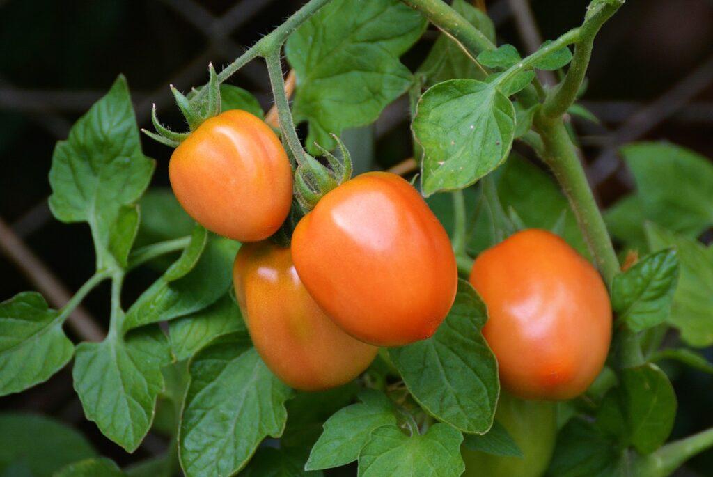 tomatoes, roma tomatoes, bush tomatoes