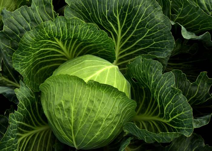 grow-cabbage-at-home