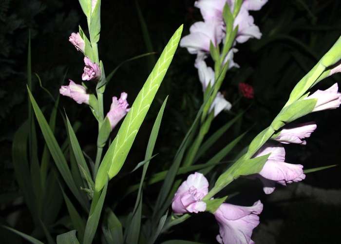 care-for-gladiolas