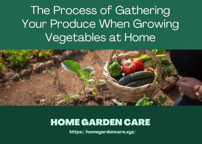 gathering-produce-growing-vegetables-at-home