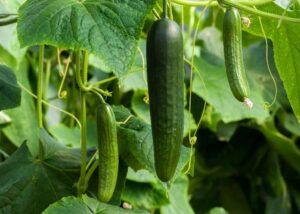 picking-the-perfect-vegetables