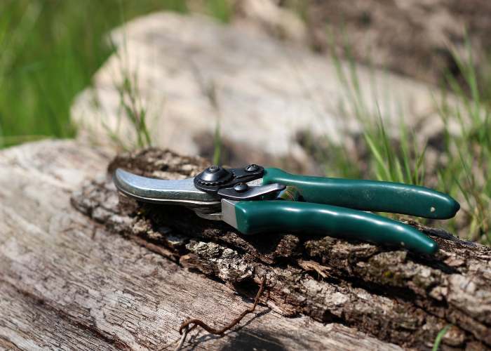 pruning-shears-home-vegetable-garden