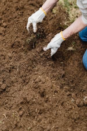 requirements-of-your-garden-soil