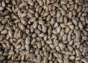 popular-vegetables-beans