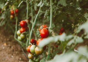 Ripe red tomatoes hanging from vines amidst green foliage.