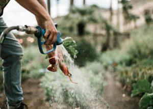 A person washing freshly harvested carrots with a hose in a garden setting.